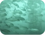 魚礁に集まるイサキの群れとアジの群れ