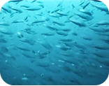 魚礁に集まるイサキの群れとアジの群れ